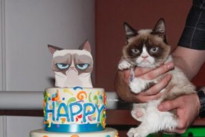 Grumpy Cat | Vox | Five Awesome Ways that Vox Home Fibre Can Make Your Gran's Life Easier!