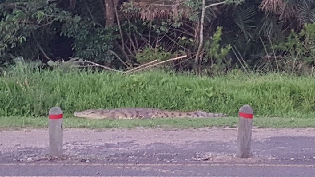 Croc 1 | Vox | Why Professional Email Matters for Small Businesses in Richards Bay (And Anywhere, Really…)