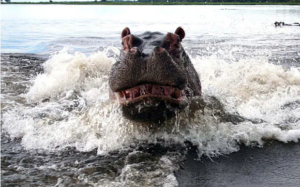 Hippo Attacks Boat 3071856b | Vox | The Funny, Punny World of Being a Vox Trainer