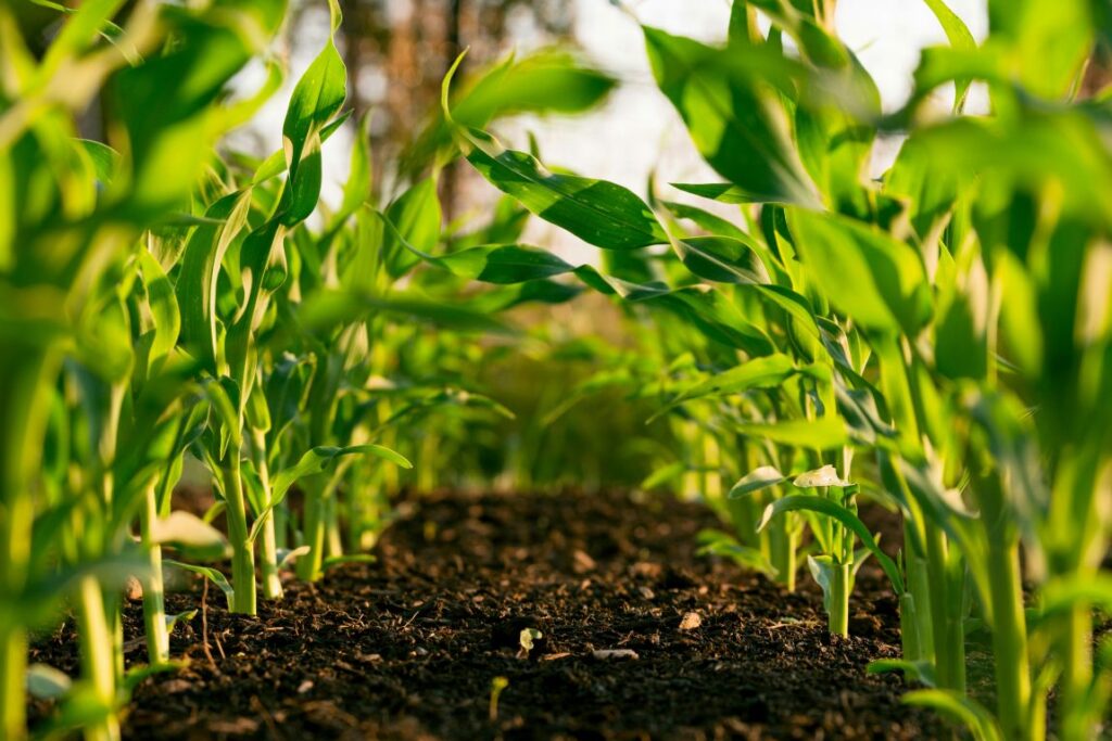 LEO Satellite Internet for farming